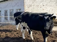 Cow, Russian Black pied cattle — photo 5