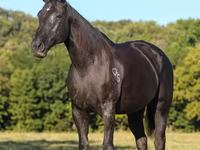 فرس, Quarter Horse — الصورة 3