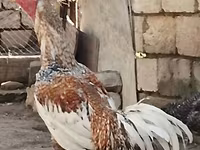 الدجاجة التشيكية الذهبية المبرقشة — الصورة 2