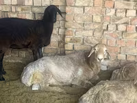मेढ़ा, Arashan sheep — फ़ोटो 1