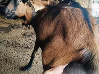 Արու այծ, Alpine goat — լուսանկար 3