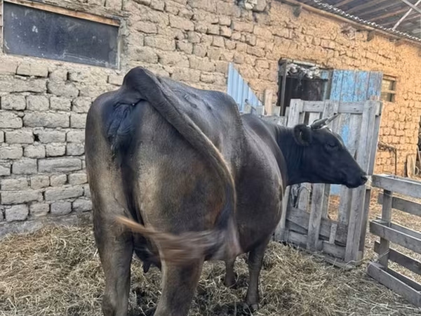 Сиыр, Swiss cattle