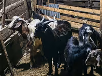 Ziegenbock, Ziegen — Foto 6