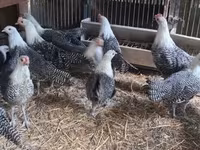 ब्रेकल — फ़ोटो 1
