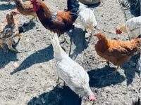 Chickens — الصورة 1