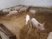 Խոզեր (խումբ, սեռը նշված չէ), Крупная белая — լուսանկար 4