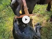 सांड, Swiss cattle — फ़ोटो 5