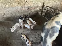 Sow, Pigs — photo 3