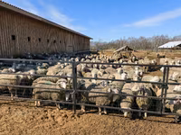 Ոչխար, Kuibyshev sheep — լուսանկար 7