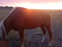 Caballo, Caballos — foto 1