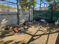 Ayam Ketawa — photo 1