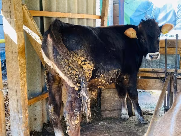 Bulle, Aberdeen-Angus