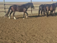 Ձի, New Altai Horse — լուսանկար 3