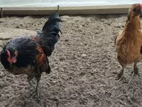Gallina checa dorada veteada — foto 8