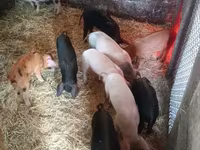 Eber, Schweine — Foto 1