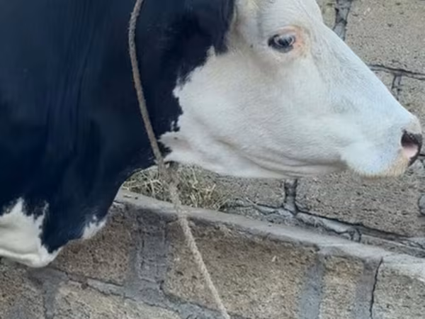 Kuh, Rotbunte Rasse