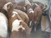 Ցուլ, Simmental cattle — լուսանկար 2