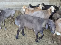 Խոյ, Ոչխարներ — լուսանկար 2