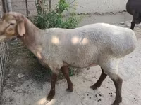 公羊, Sheep — 照片 1