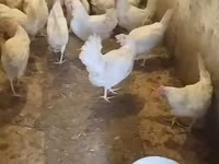 Leghorn — photo 1