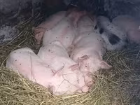 Eber, Schweine — Foto 2