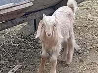 Теке, Damask goat — 1-сурет