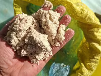 Каша патка моллар — լուսանկար 2