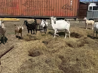 बकरी, Saanen goat — फ़ोटो 1
