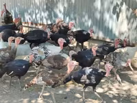 Turkeys — 2-сурет