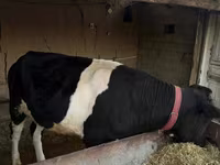 Bovinos (lote, sexo no especificado), Russian Black pied cattle — foto 3
