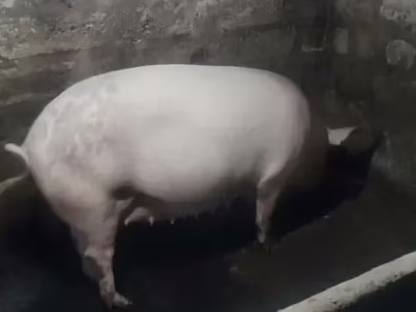 Էգ խոզ,  — Հայաստան