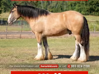 Ձի, Gypsy horse — լուսանկար 1