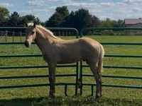 حصان, Rocky Mountain Horse — الصورة 8
