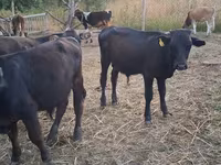 Bull, Cattle — photo 2