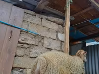 Ոչխար, Ոչխարներ — լուսանկար 2