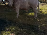 Bulle, Kaste Kuh — Foto 2