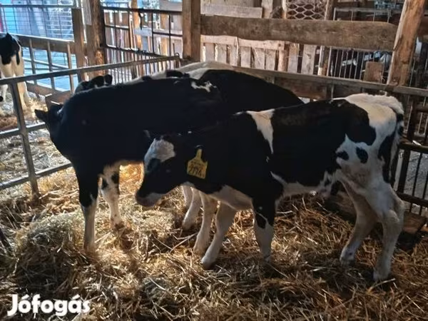 Ցուլ, Russian Black pied cattle