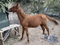 公马, Chilean horse — 照片 1