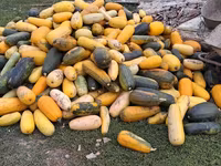 Продаю тыкву для животных — foto 1