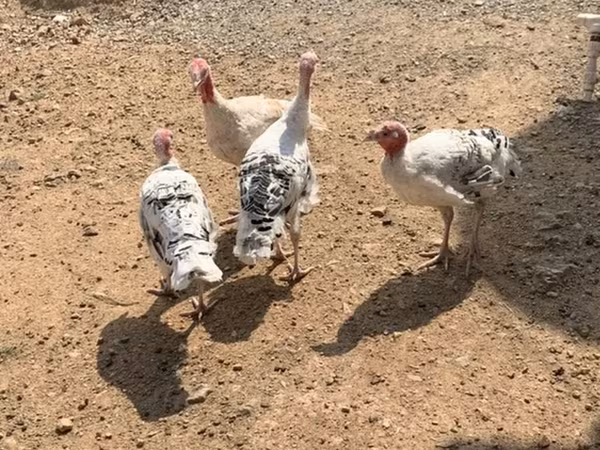 Breitbrüstig Weiß