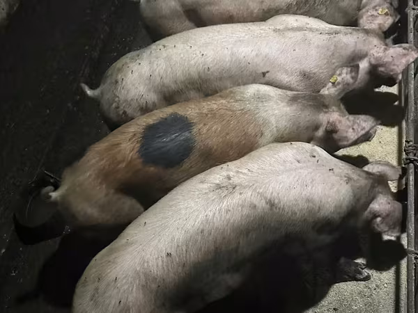 Eber, Schweine