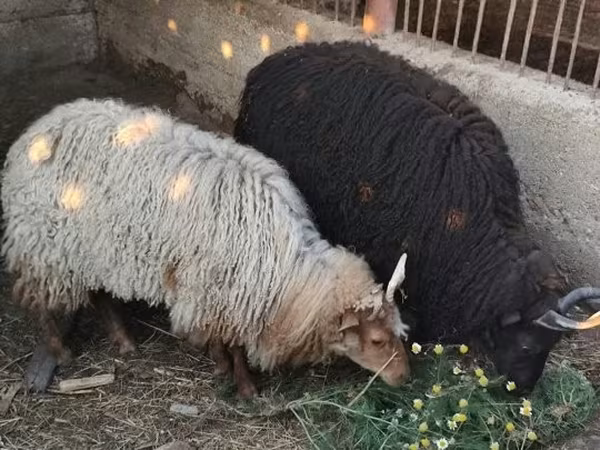 母羊, Racka sheep