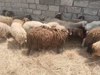 Ovelhas (lote, sexo não especificado), Ovelhas — foto 8