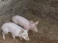 Էգ խոզ, Խոզեր — լուսանկար 4