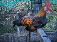 Chickens — फ़ोटो 1