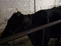 Կով, Latvian Blue cattle — լուսանկար 3