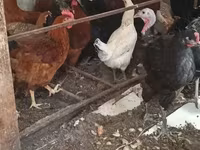 Chickens — Foto 2