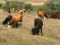 Կով, Simmental cattle — լուսանկար 1