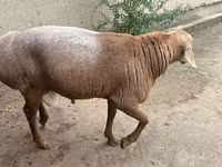 Ram, Sheep — photo 1