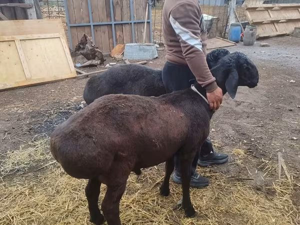 मेढ़ा, भेड़